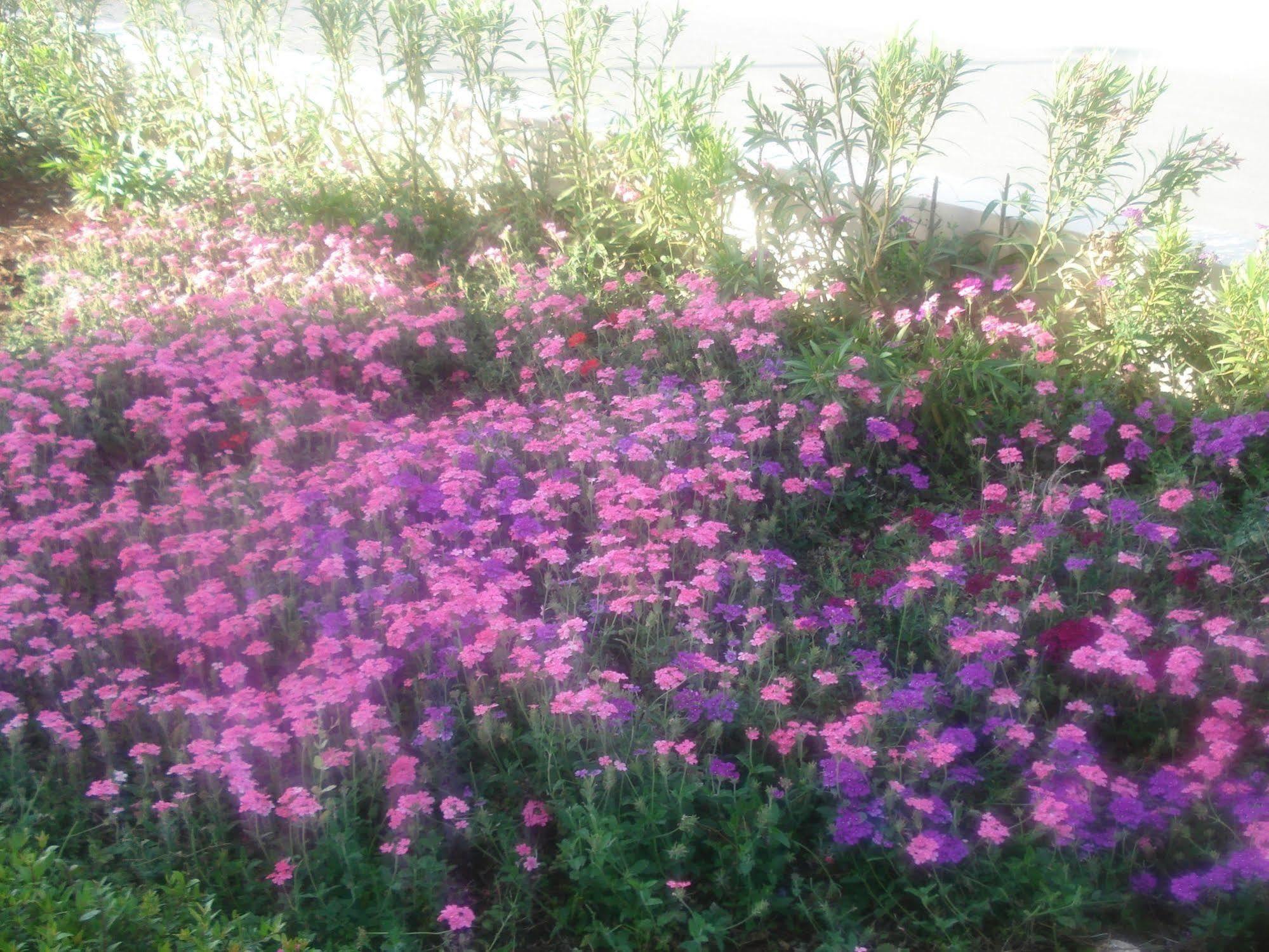 Akamas Health Farm & Spa Dhrousha Buitenkant foto